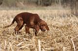 SETTER IRLANDAIS 500